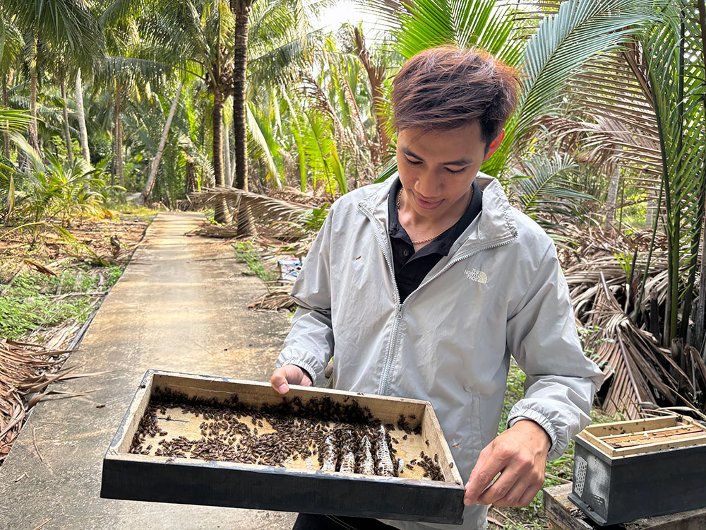 Mở nấp thùng ong để xem lượng mật.