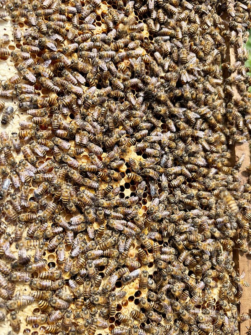 Ong bám chặt vào tàn khi được đưa ra bên ngoài.