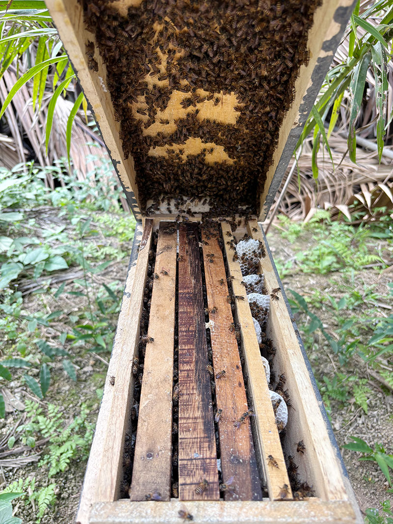 Mỗi thùng ong sẽ được đặt từ 4-8 kèo tuỳ kích cỡ.