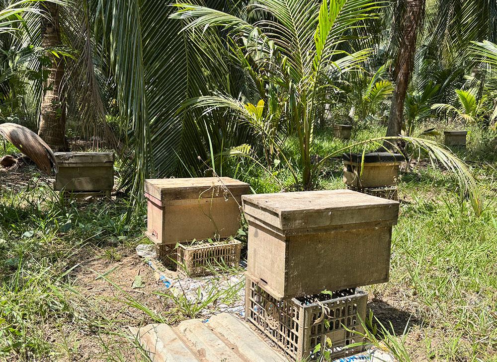 Nuôi ong dưới những vườn dừa cho chất lượng mật tốt, đồng thời giúp cho dừa thụ phấn trái sai.