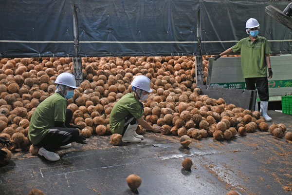 Hơn 60% sản lượng dừa hiện được tiêu thụ thông qua ngành chế biến nội tỉnh, tạo nên chuỗi giá trị khép kín.