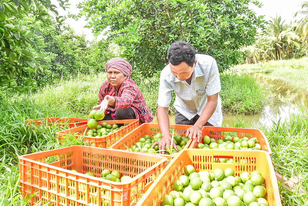 Bà Thạch Thị Thụm phân loại chanh trước khi cung ứng cho doanh nghiệp.
