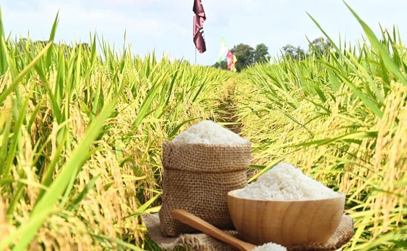 Giá lúa gạo hôm nay ngày 29/3, tuần qua: Gạo xuất khẩu đảo chiều tăng, một số loại tươi giảm nhẹ. Ảnh: Thanh Minh.