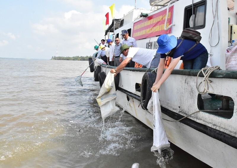 Vĩnh Long, gần 300.000 con giống thủy sản các loại đã được thả. Ảnh: Mỹ Nhân