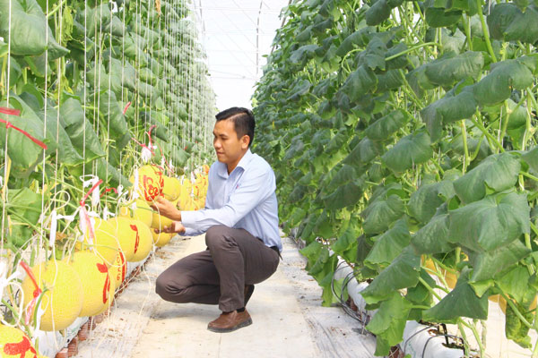 Quy mô sản xuất có xu hướng chuyển dịch theo hướng hàng hóa, nâng cao hiệu quả.