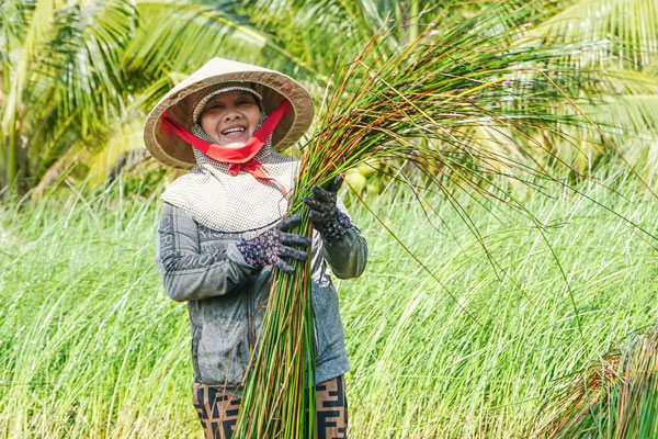 Người dân xã Trung Ngãi thu hoạch lác trong niềm phấn khởi khi giá bán tăng cao, đầu ra ổn định.    Ảnh: THẢO TIÊN