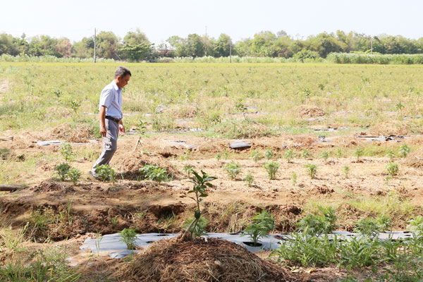 Ông Sơn Ngọc Thạch- Chủ tịch Hội Nông dân xã Đôn Châu khảo sát mô hình trồng chanh không hạt của nông dân ấp Sa Văng.