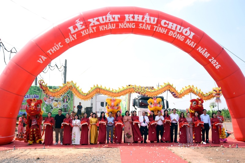 11 container với tổng khối lượng 220 tấn chuối già Nam Mỹ đã được tỉnh Đồng Nai xuất khẩu vừa qua - (Ảnh: A Lộc).