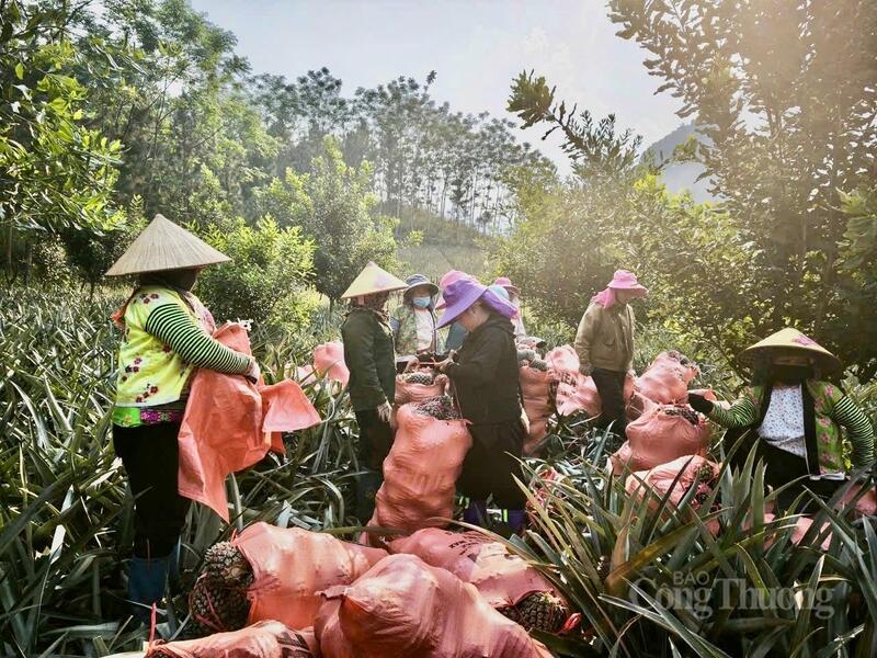 Mùa dứa chín rộ - mùa của niềm tin giúp bà con xã Pú Nhung từng bước thoát nghèo.