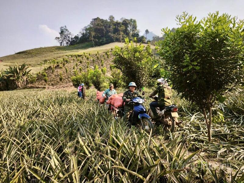 Pú Nhung (Điện Biên) vào mùa dứa chín rộ.