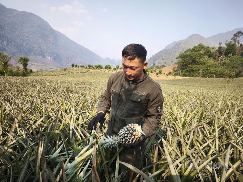 Giống dứa “nữ hoàng”, có chất lượng tốt, phù hợp với điều kiện tự nhiên của địa phương. Nhờ vậy, sản phẩm dứa Pú Nhung có vị ngọt thanh, thơm dịu, được thị trường ưa chuộng.