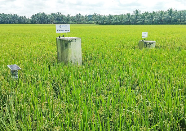 HTX Tấn Đạt hướng đến sản xuất lúa phát thải thấp, kết hợp lắp đặt thiết bị theo dõi mực nước tự động và đo lượng khí thải.