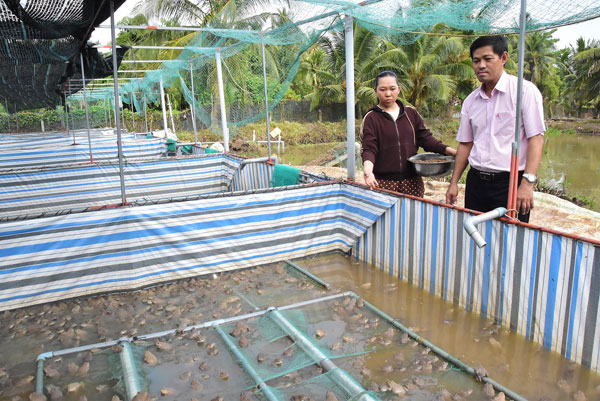 Ông Trần Văn Dũng- Giám đốc Phòng Giao dịch Ngân hàng Chính sách xã hội Tiểu Cần thăm mô hình nuôi ếch thương phẩm của bà Phạm Thị Thanh Thảo.
