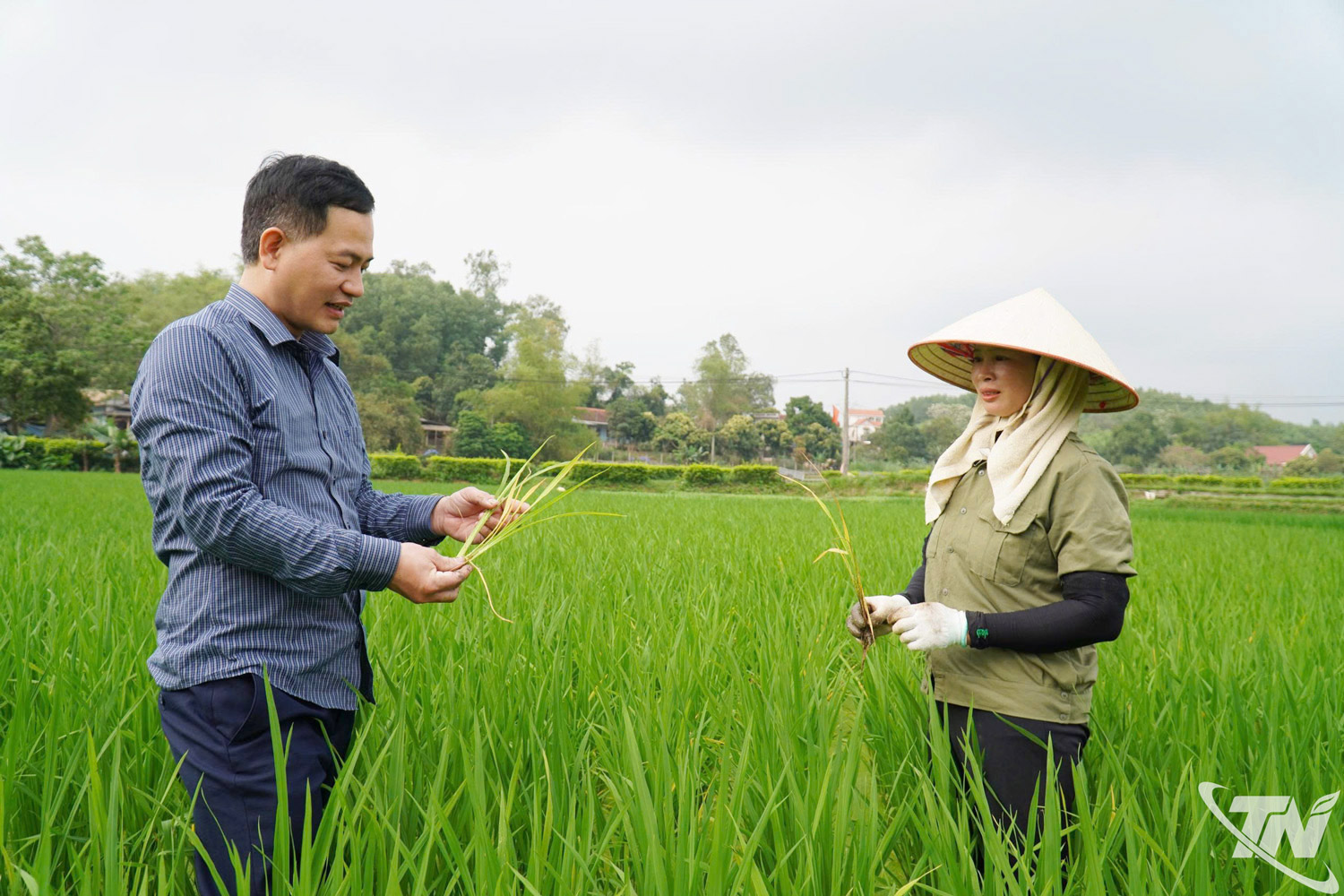 Cán bộ khuyến nông xã Tân Khánh hướng dẫn nông dân cách nhận biết sâu bệnh gây hại trên lúa xuân trong giai đoạn trỗ bông.