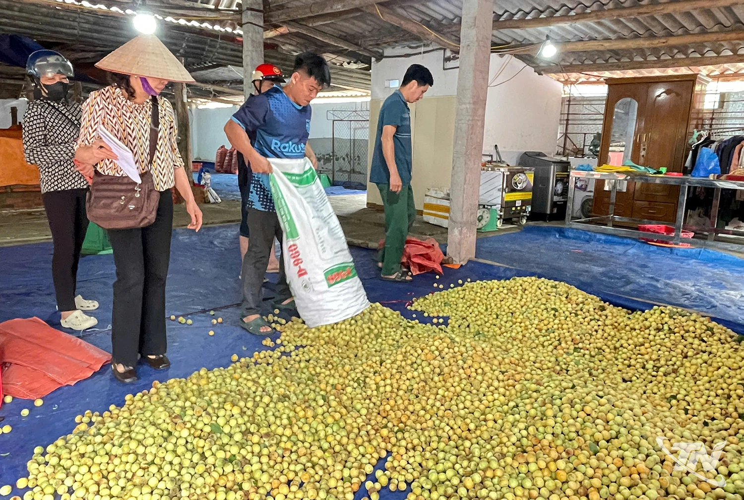 Ông Nguyễn Văn Lịch thu hoạch mơ tại thôn Nà Nguộc xã Tân Kỳ