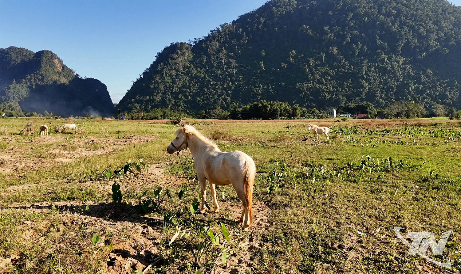 “Cọc” ngựa giữa những cánh đồng cỏ từ lâu đã trở thành tập quán chăn nuôi của người dân vùng cao.