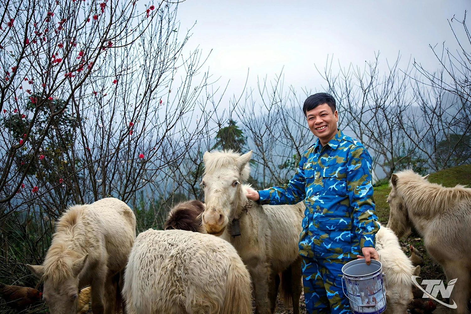 Anh Ngô Xuân Trường (xã Ngân Sơn) chăm sóc đàn ngựa tại đồi cây ăn quả của gia đình.