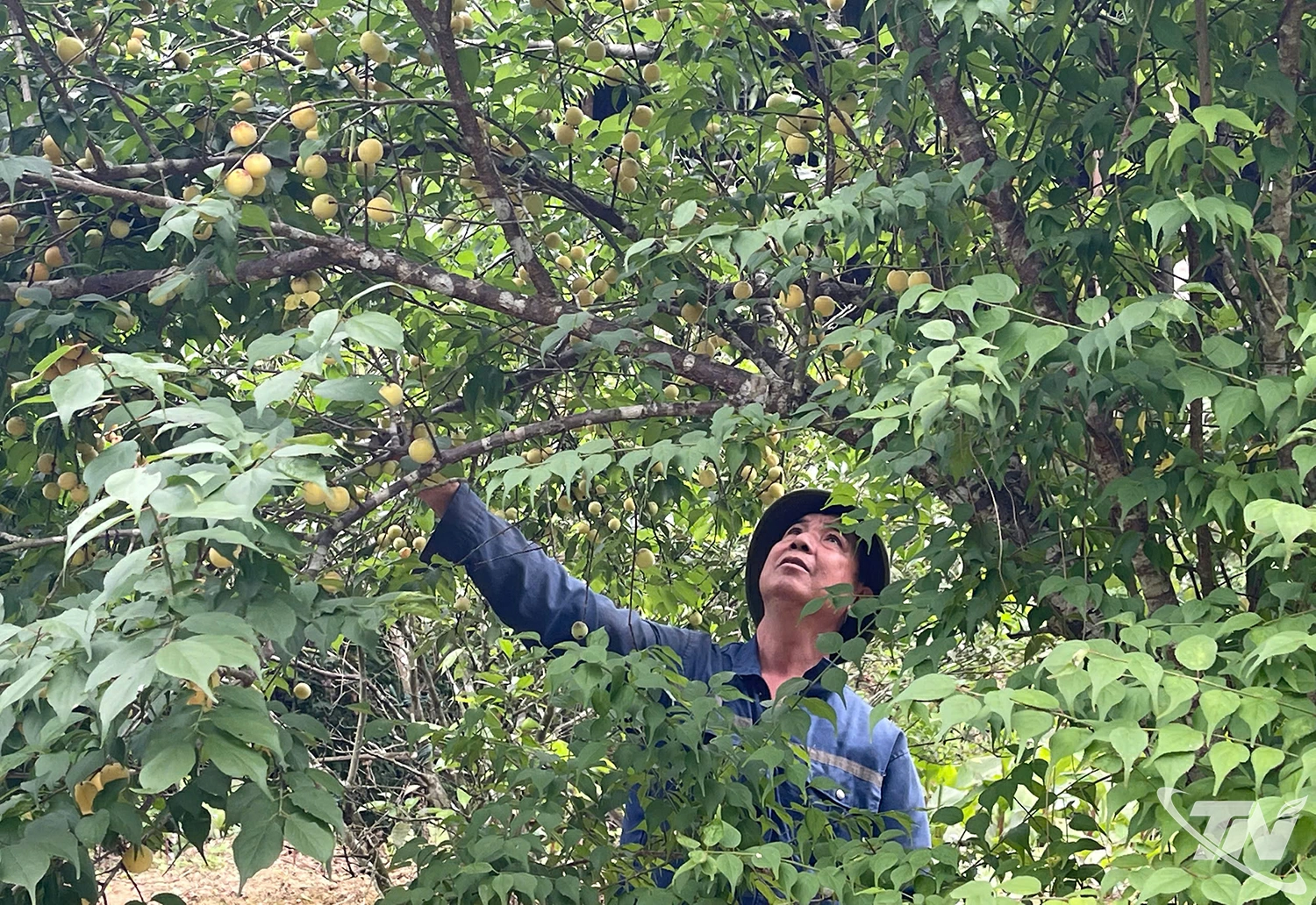 Cây mơ vàng ở khu vực phía Bắc tỉnh Thái Nguyên nay đang phát triển trở lại, từng bước khẳng định vị thế là cây đặc sản có giá trị kinh tế cao.