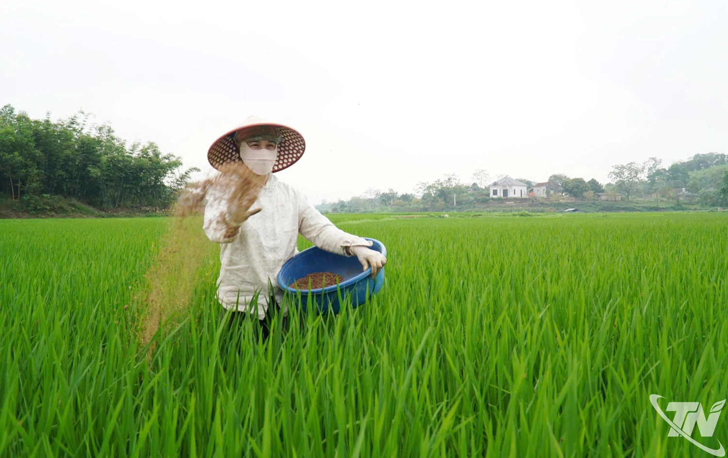 Thái Nguyên đặt mục tiêu duy trì gần 90.000ha lúa, bảo đảm an ninh lương thực và nâng cao giá trị sản xuất.