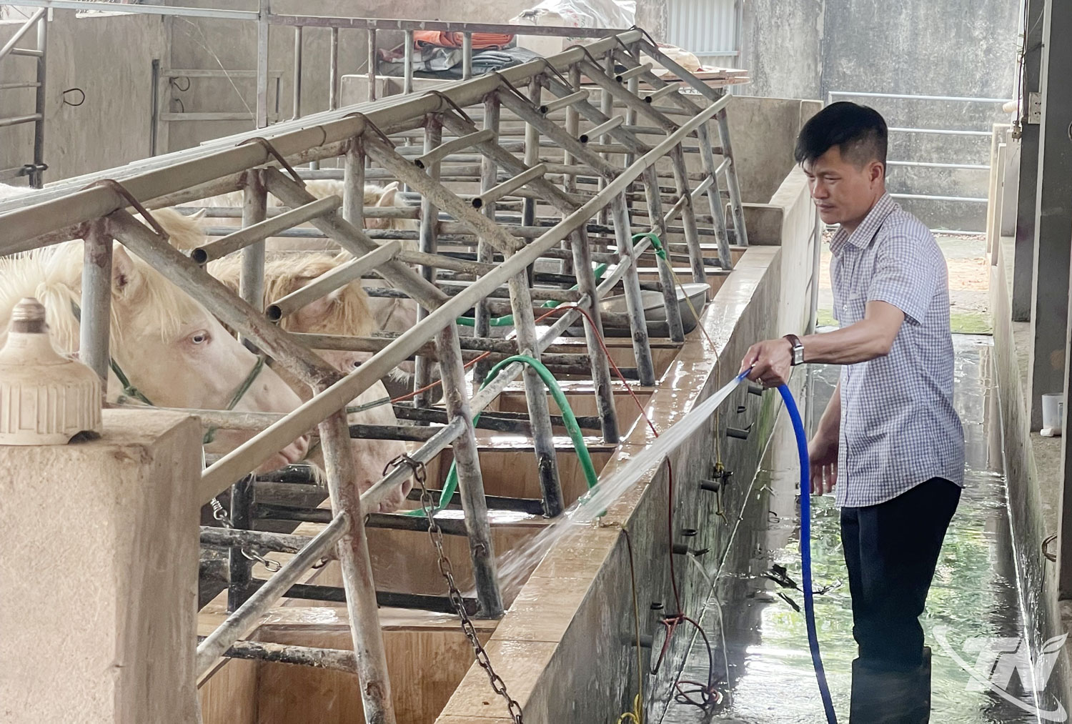 Mô hình nuôi ngựa bạch của gia đình anh Dương Văn Năng (xóm Giàng, xã Kha Sơn) cho thu nhập từ 1,5-2 tỷ đồng mỗi năm.