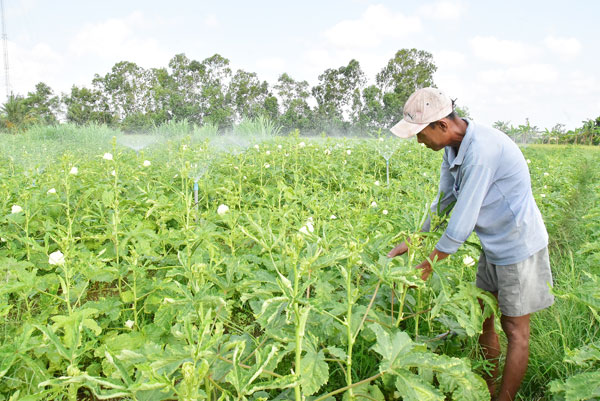 Rẫy đậu bắp của nông dân Sơn Hồng.