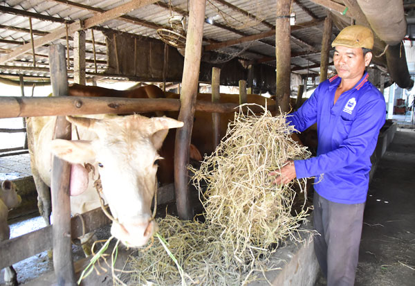 Mô hình chăn nuôi bò gia trại của nông dân Thạch Vi La.
