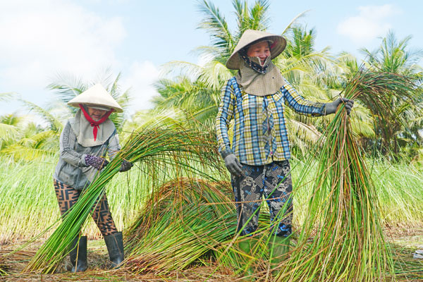Vùng nguyên liệu lác tại xã Trung Ngãi được duy trì ổn định, giúp giảm chi phí đầu vào, tạo lợi thế về giá thành cho sản phẩm. Ảnh: THẢO TIÊN