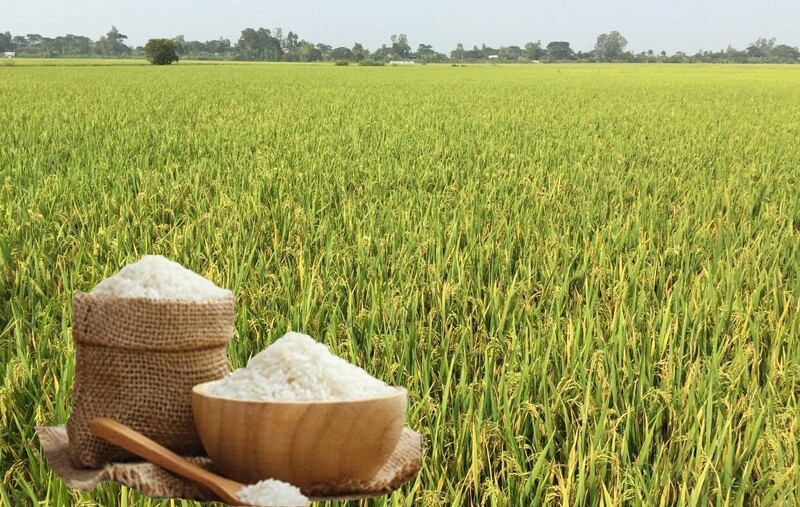 Giá lúa gạo hôm nay ngày 13/4: Gạo nguyên liệu xuất khẩu đảo chiều, lúa tươi vững giá. Ảnh: Thanh Minh.