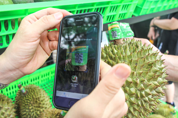 Cần tiếp tục mở rộng diện tích xây dựng mã số vùng trồng sầu riêng tại xã, phường có diện tích tập trung.