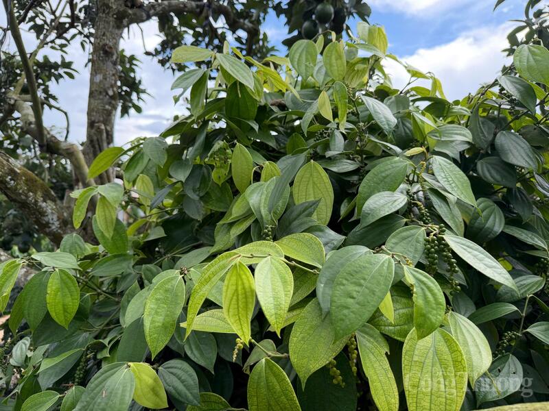 Vườn hồ tiêu tại Lâm Đồng