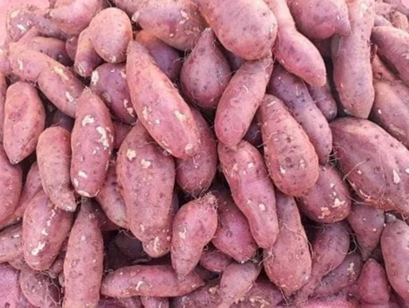 Giá khoai lang giảm gần một nửa, chỉ còn 5.000 - 6.000 đ/kg. Ảnh minh hoạ