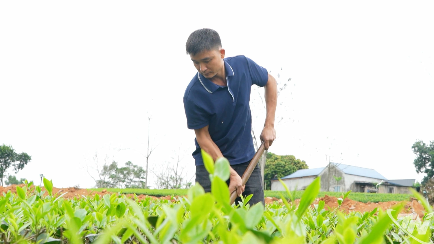 Gia đình anh Ngô Duy Đồng, xóm Khuân, xã Đại Phúc liên kết với HTX chè Hảo Đạt, nâng cao chất lượng chè búp tươi.