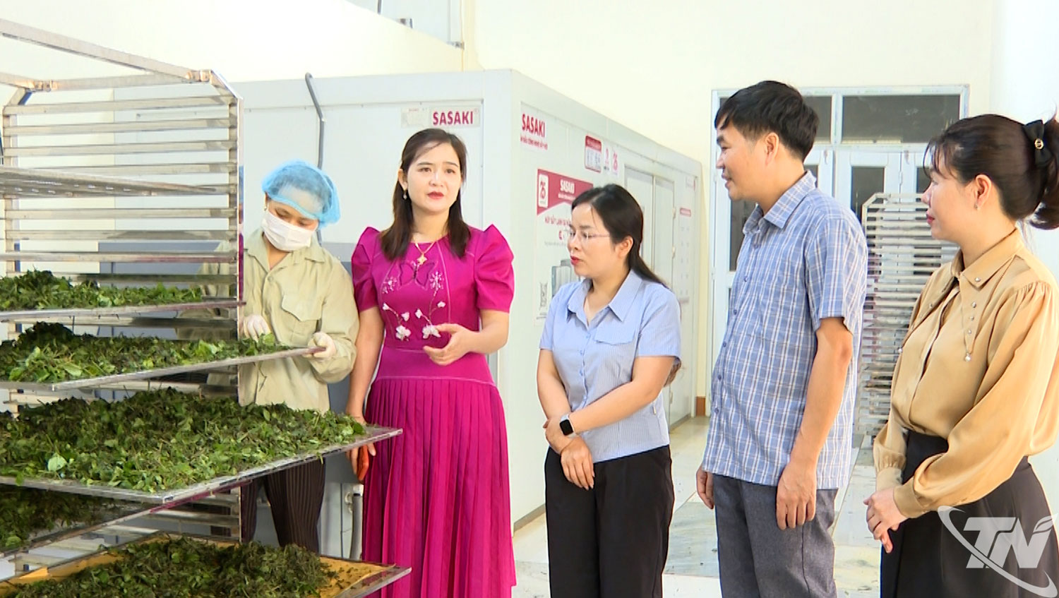 HTX Nông nghiệp công nghệ cao BK FOODS liên kết với hàng trăm hộ dân trồng cây dược liệu.