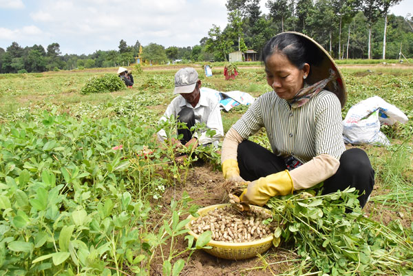 Vợ chồng bà Kim Thị Hương có thêm thu nhập nhờ thu hoạch đậu phộng thuê.