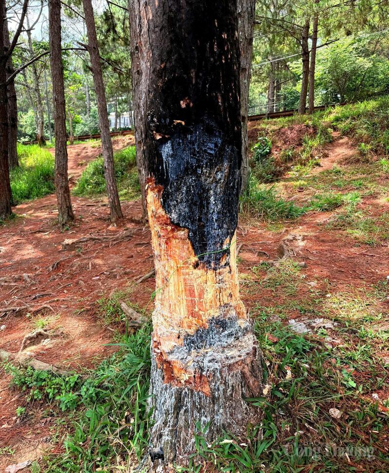 Cây thông bị đẽo, khoét sâu vào thân và bị đốt cháy đen ở phần gốc. Ảnh: Vĩnh Quý