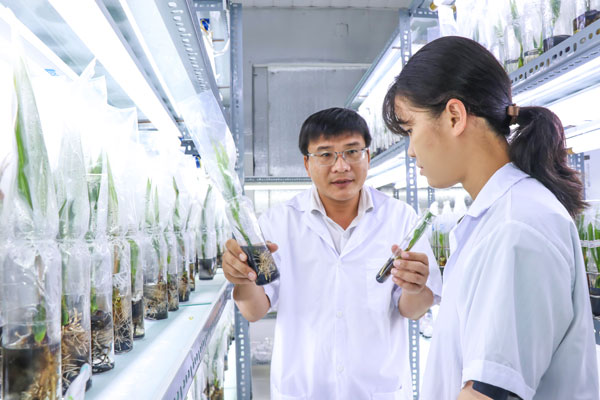 ThS Nguyễn Ngọc Trai- Phó Trưởng Khoa Nông nghiệp- Thủy sản, Phó Viện trưởng Viện Dừa ĐBSCL, ĐH Trà Vinh hướng dẫn sinh viên quy trình nhân giống dừa sáp cấy phôi trong phòng thí nghiệm.