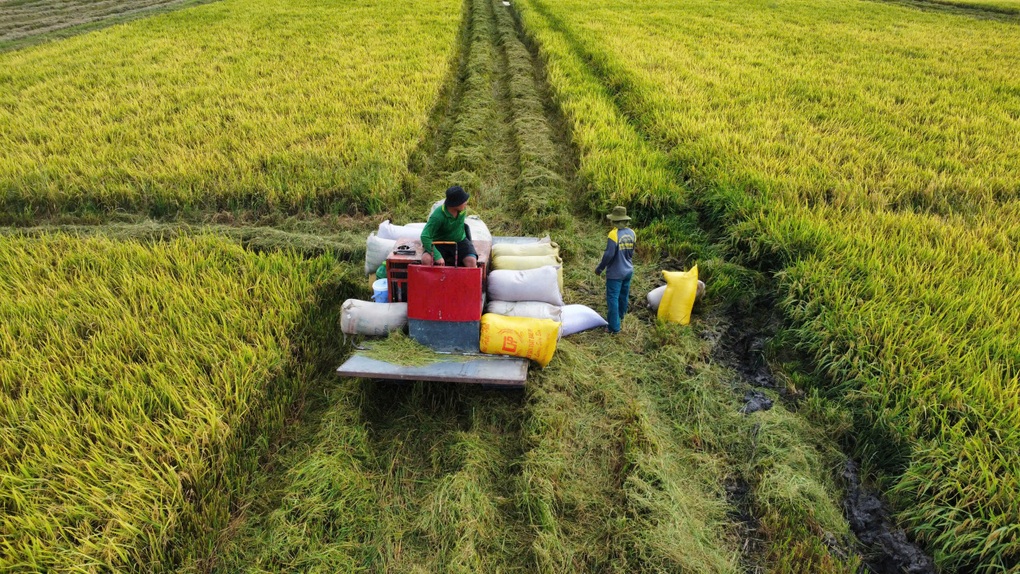 Bộ Tài chính đang lấy ý kiến về dự thảo Nghị quyết của Chính phủ cắt giảm ngành, nghề đầu tư kinh doanh có điều kiện, trong đó có xuất khẩu gạo Ảnh: (Huân Trần).