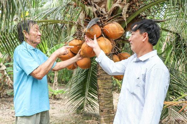 Vườn dừa hữu cơ của gia đình ông Mai Văn On, xã Tam Ngãi được HTX Nông nghiệp Hưng Thành thu mua với giá bình quân luôn cao hơn giá thị trường 10%.