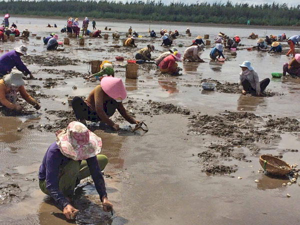 Thu hoạch nghêu thương phẩm.