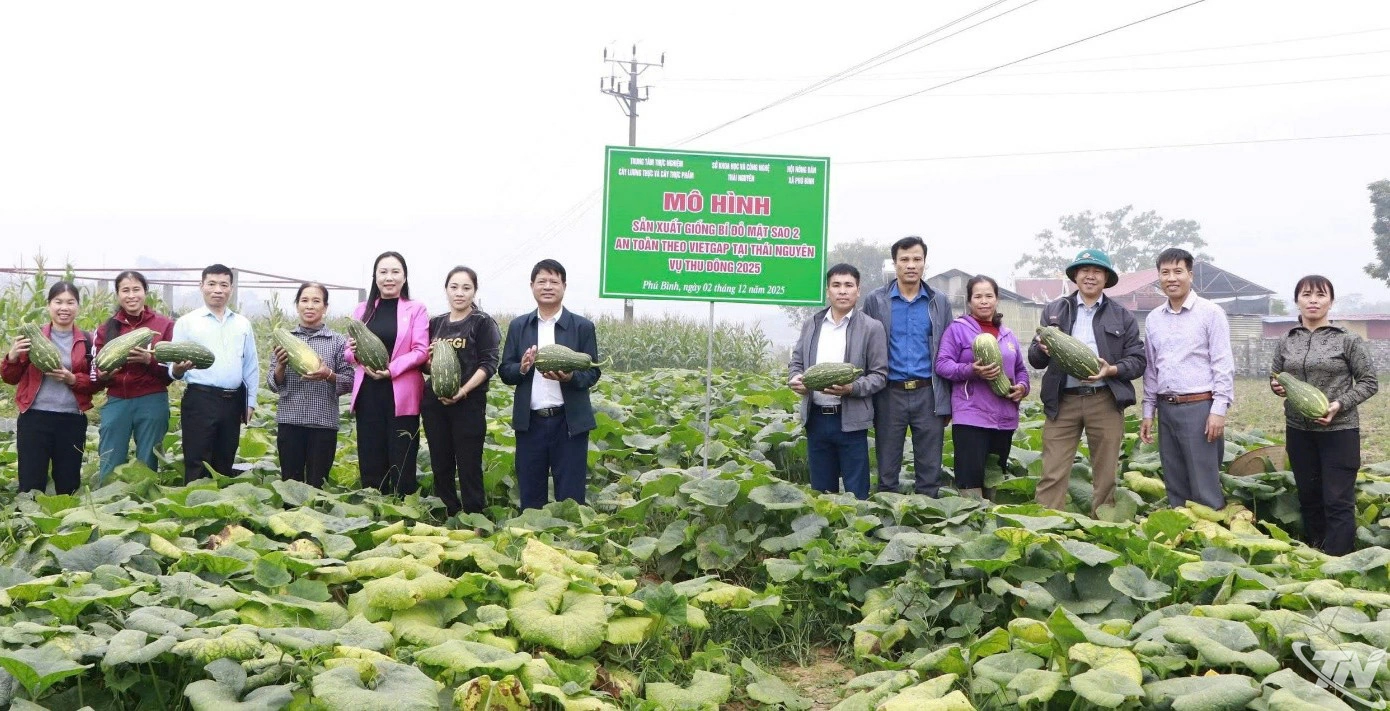 Lãnh đạo Sở Khoa học và Công nghệ Thái Nguyên cùng đại diện các đơn vị kiểm tra mô hình phát triển giống bí đỏ Mật Sao 2 tại xóm Nam 1, xã Phú Bình.