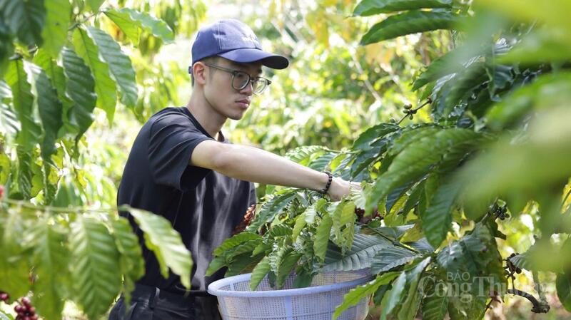 Thu hoạch cà phê tại Gia Lai