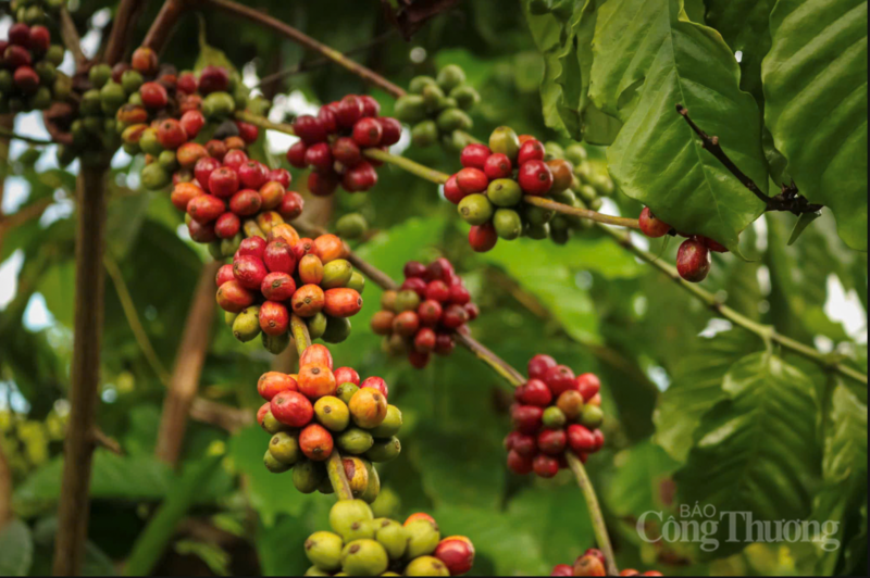 Giá cà phê Arabica giảm 1,8% xuống còn 6.078 USD/tấn, trong khi Robusta giao tháng 7 giảm hơn 2%, lùi về mức 3.487 USD/tấn.