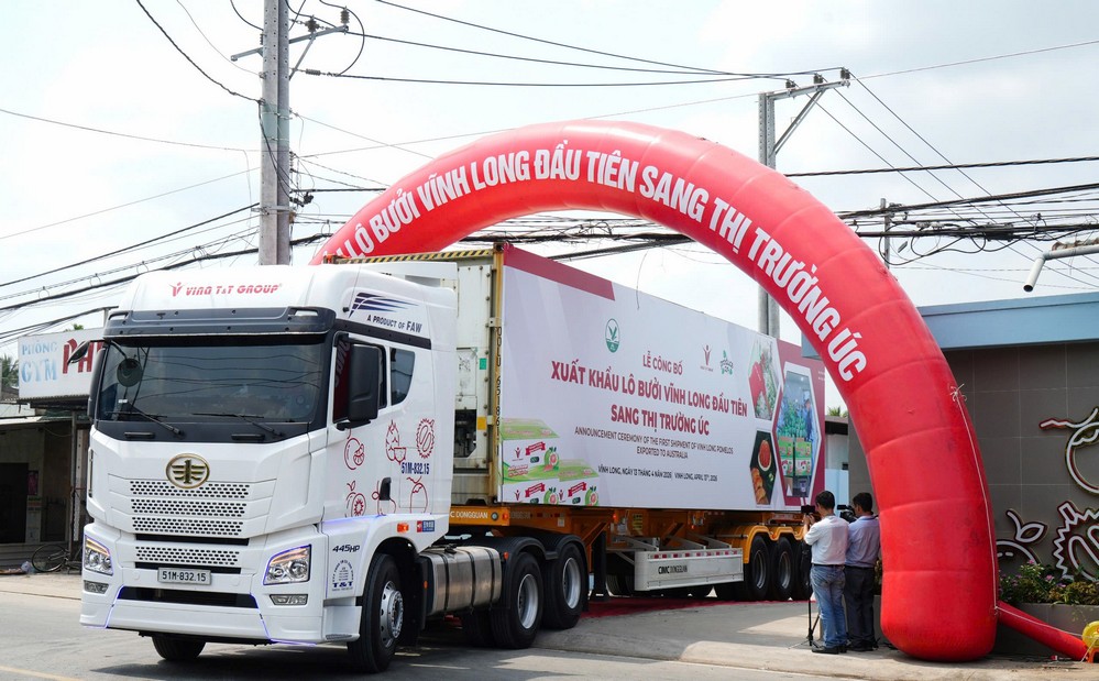 Xuất khẩu lô bưởi Vĩnh Long đầu tiên sang thị trường Úc. Ảnh: CẨM TRÚC