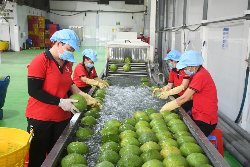 Bưởi da xanh đạt tiêu chuẩn xuất khẩu. Ảnh: CẨM TRÚC
