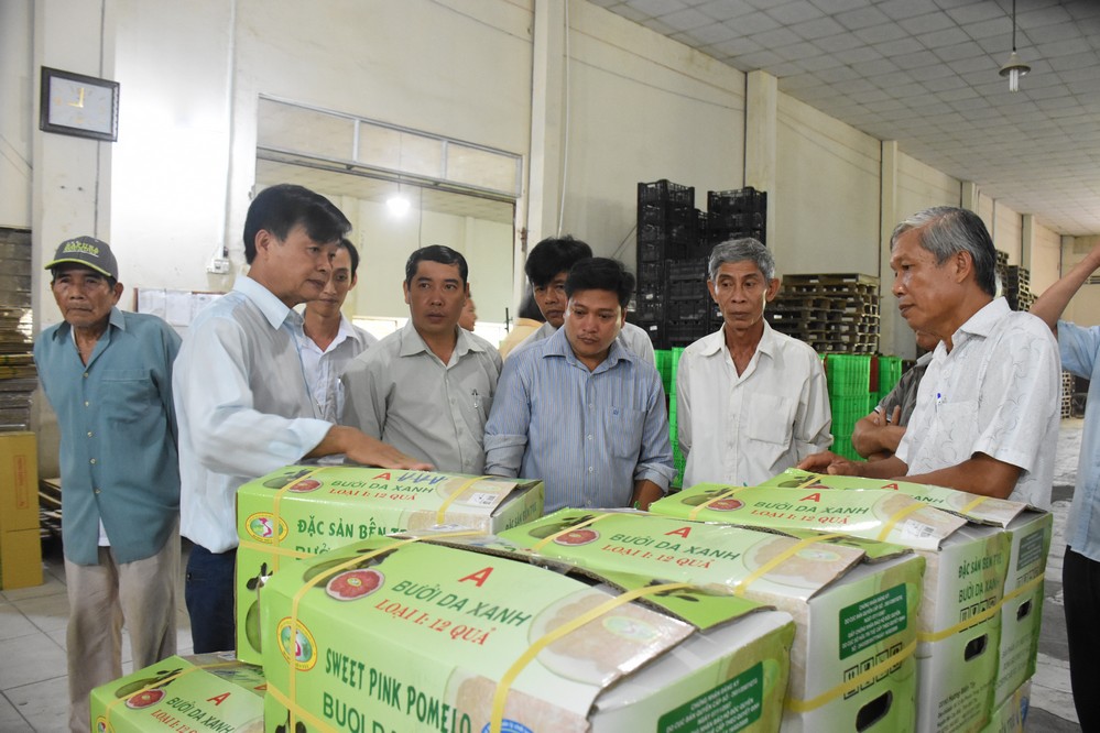 Nông dân và doanh nghiệp liên kết trong sản xuất và tiêu thụ trái bưởi da xanh ở Vĩnh Long. Ảnh: CẨM TRÚC