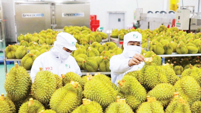 Kiểm tra sầu riêng trước khi xuất khẩu tại Công ty cổ phần Tập đoàn xuất nhập khẩu trái cây Chánh Thu. (Ảnh: Chánh Thu Group cung cấp)