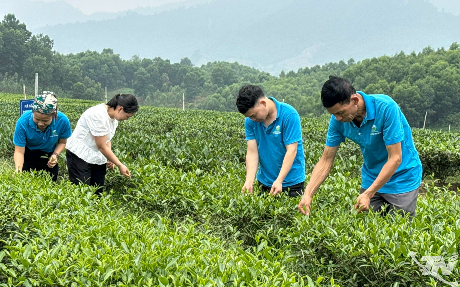 Thành viên Hợp tác xã chè Núi Hồng (xã Đức Lương) thu hái chè trên vùng nguyên liệu tập trung.