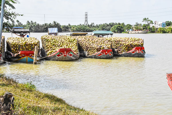 Dừa từ các vùng nguyên liệu tập kết tại sông Cổ Chiên trước khi đưa về nhà máy chế biến.