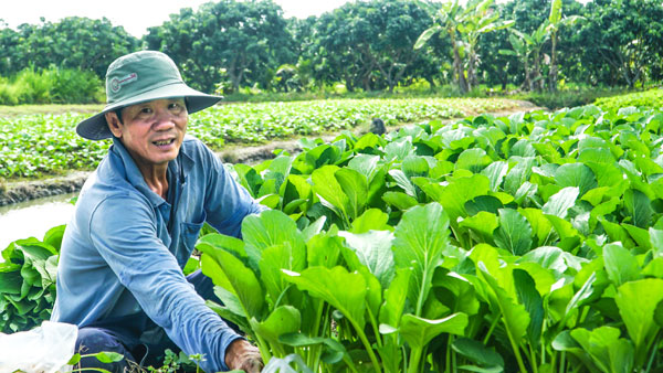 Giá phân bón tăng khiến nông dân gặp khó.