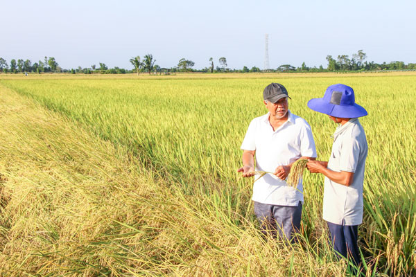 Nhận thức của nông dân, HTX và doanh nghiệp về sản xuất xanh ngày càng được nâng cao.